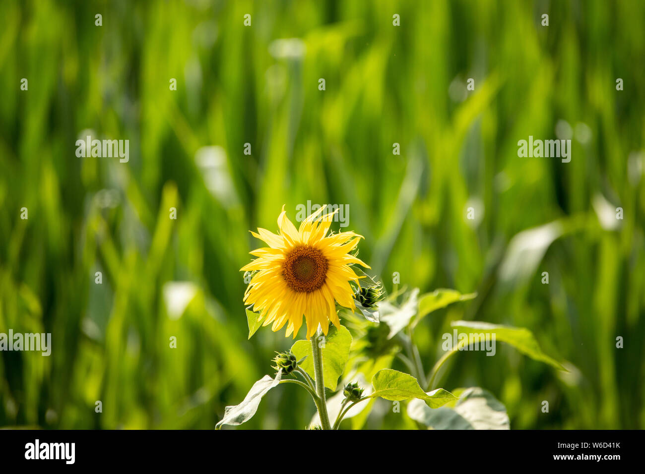 Close up Sunflower in green field Stock Photo - Alamy