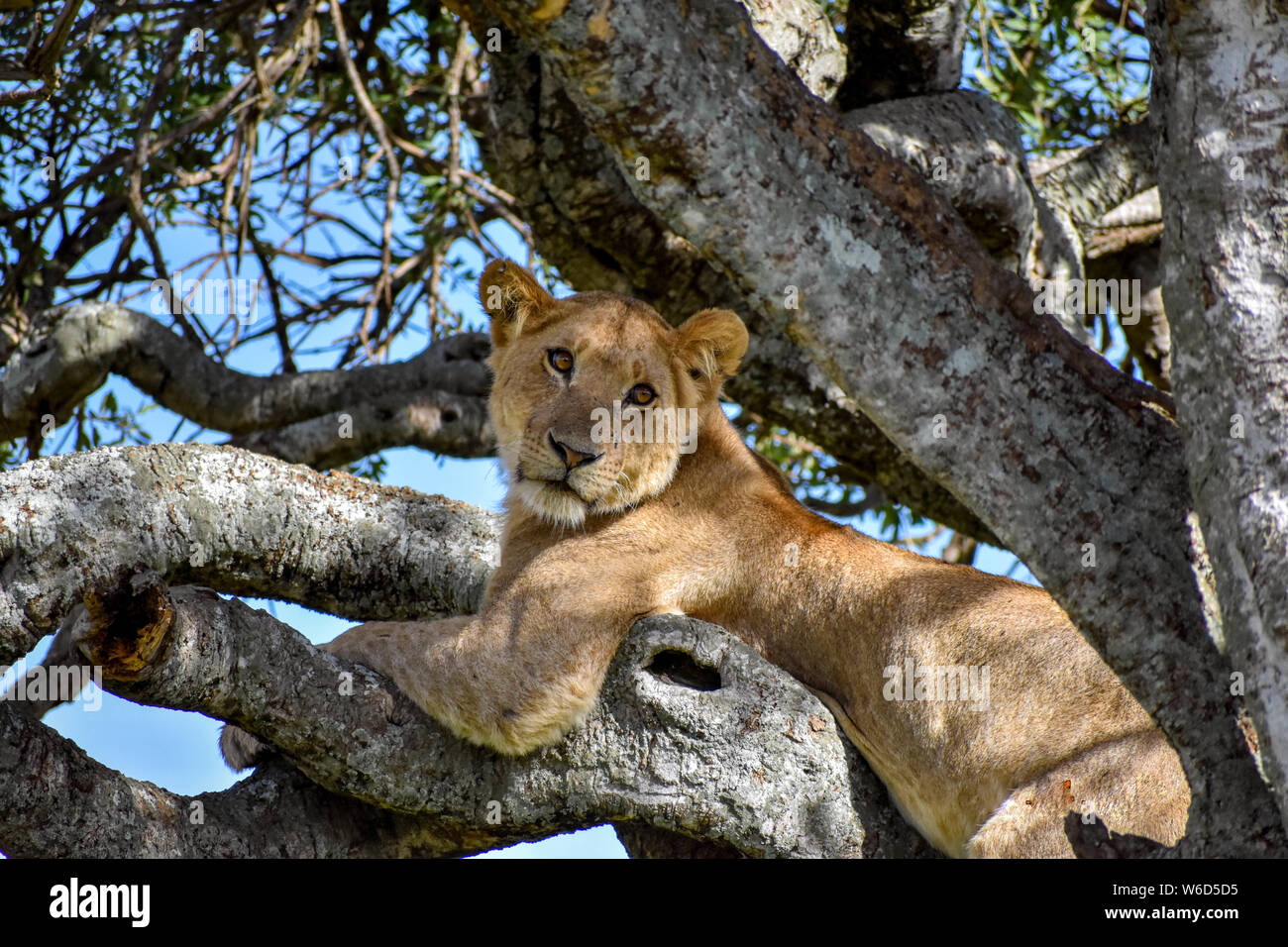 simba wa Maasai mara Stock Photo - Alamy