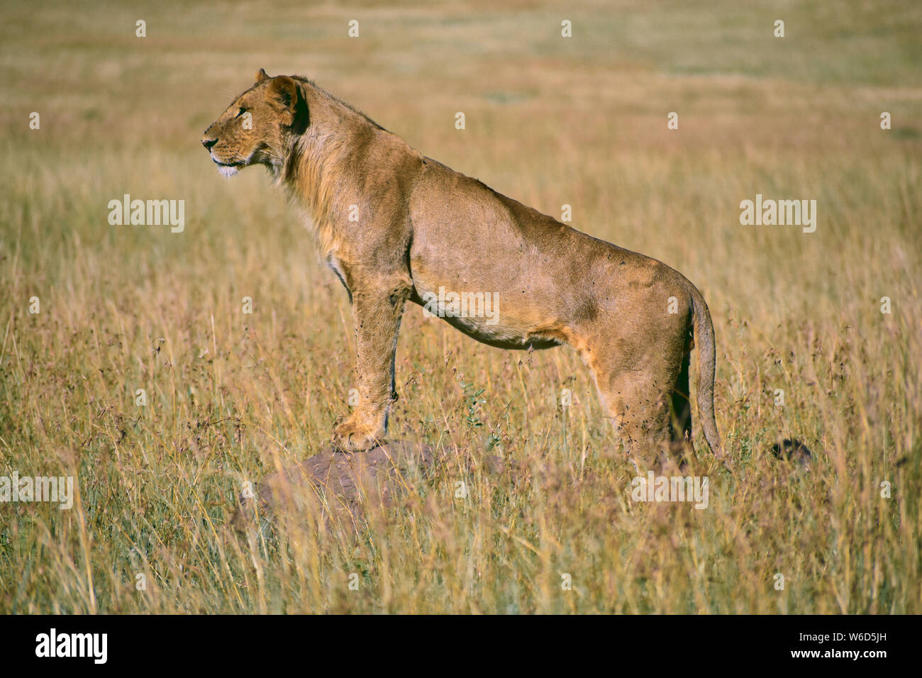 simba wa Maasai mara Stock Photo - Alamy