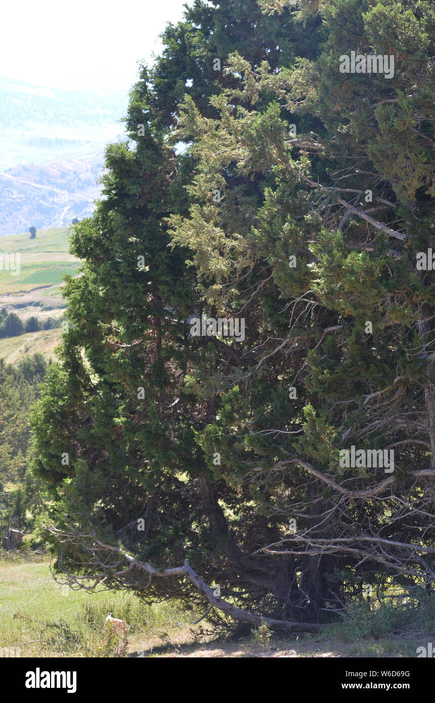 Juniper trees and high plateaus in the Hissar or Gissar mountains, Pamir-Alay range, southeastern Uzbekistan Stock Photo