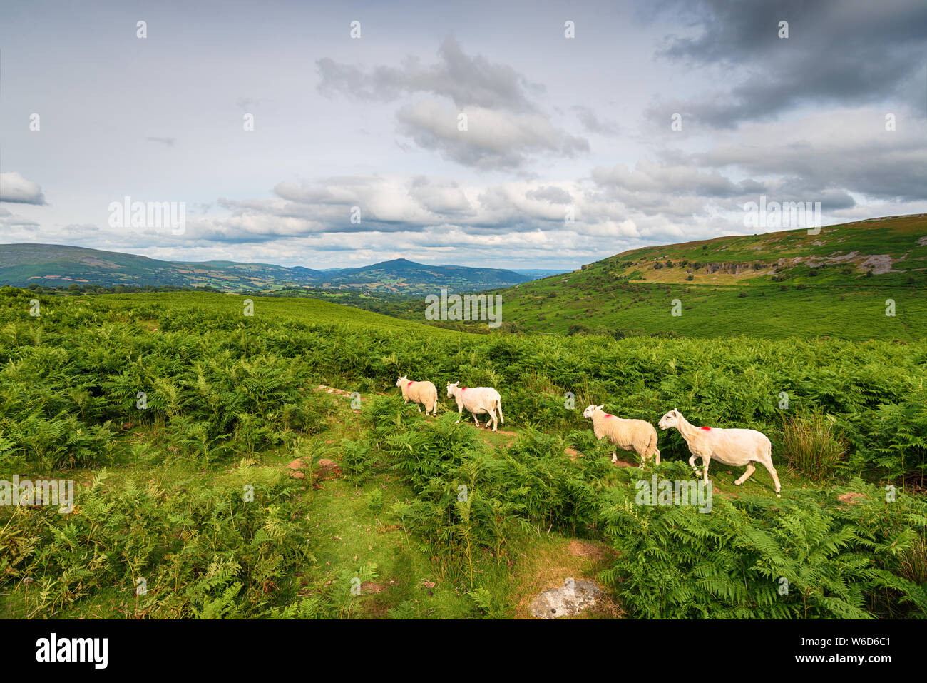 Sheep in the Brecon Beacons National Park, looking out to the ...
