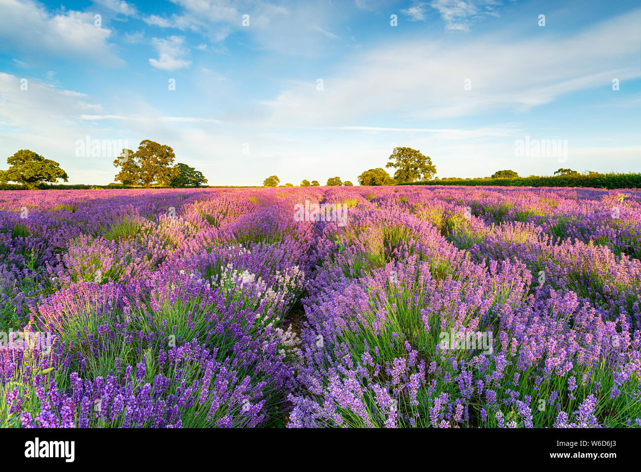 Lavender fields in full bloom near Radstock in the SOmerset countryside ...