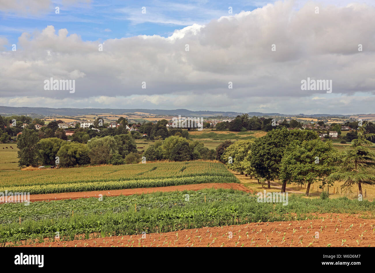 Fresh growth in the vegetables in the rich red Devon soil near Topsham in south Devon Stock Photo