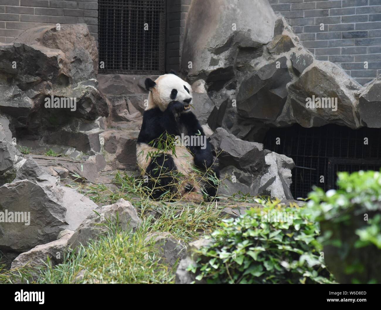 Giant panda Shuang Hao plays in its enclosure at the Hangzhou Zoo in ...