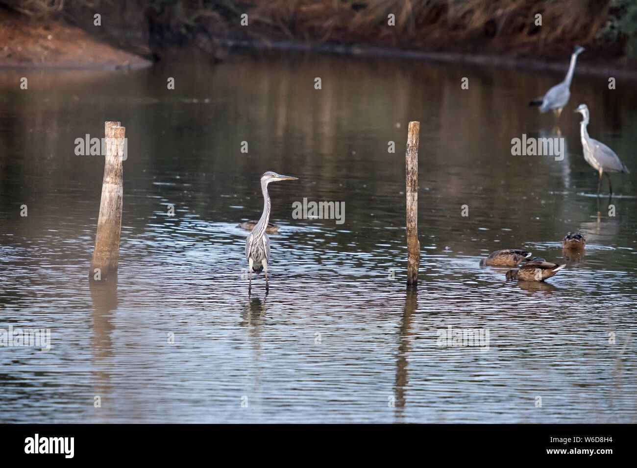 Gray herons rest in the lake of the Mediterranean oasis. Stock Photo