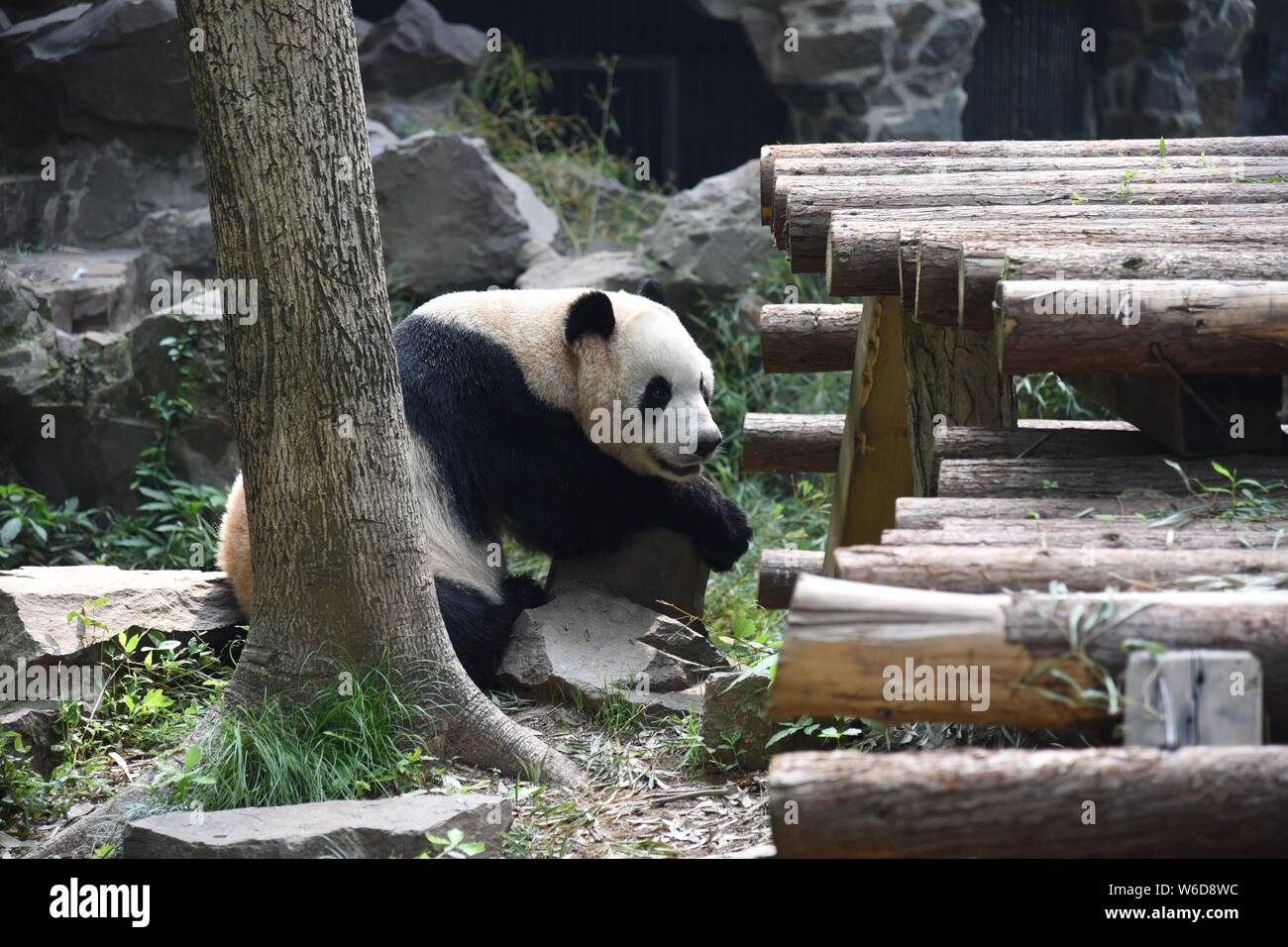 Giant panda Shuang Hao plays in its enclosure at the Hangzhou Zoo in ...