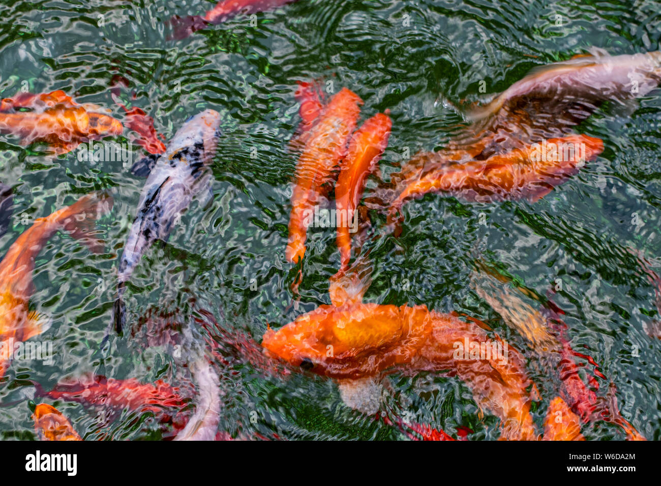 colourful pond fish