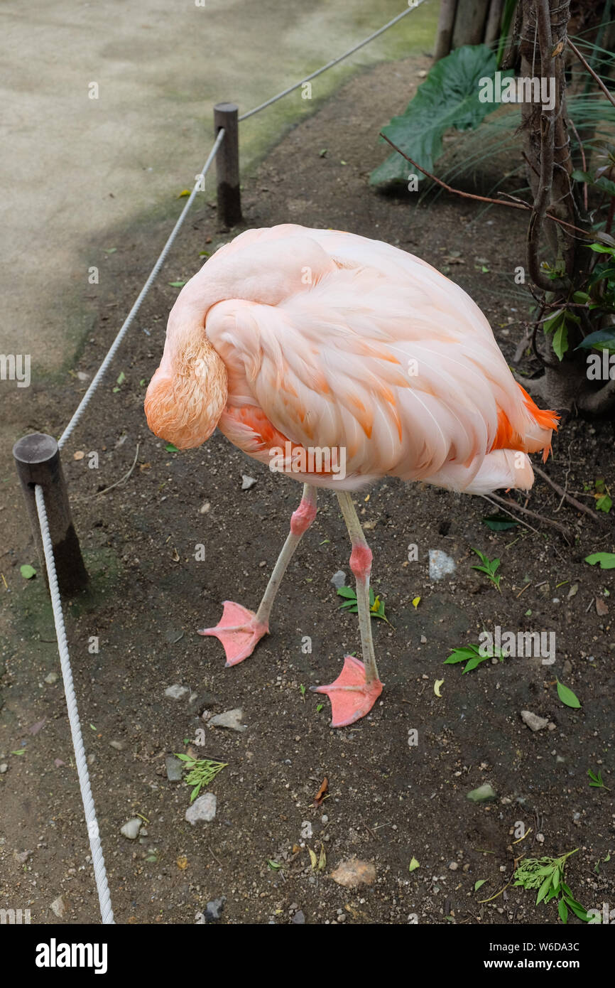 A greater flamingo at Animal Kingdom in Kobe, Hyogo Prefecture, Japan. Stock Photo