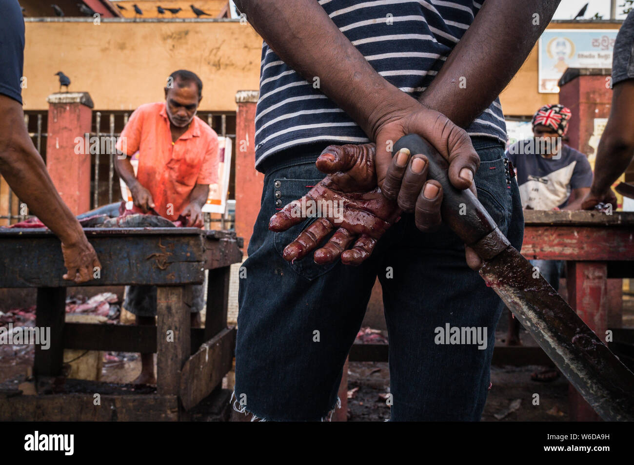 Men cutting up fish with crows in the background, Negombo Fishery Harbour, Negombo, Sri Lanka Stock Photo
