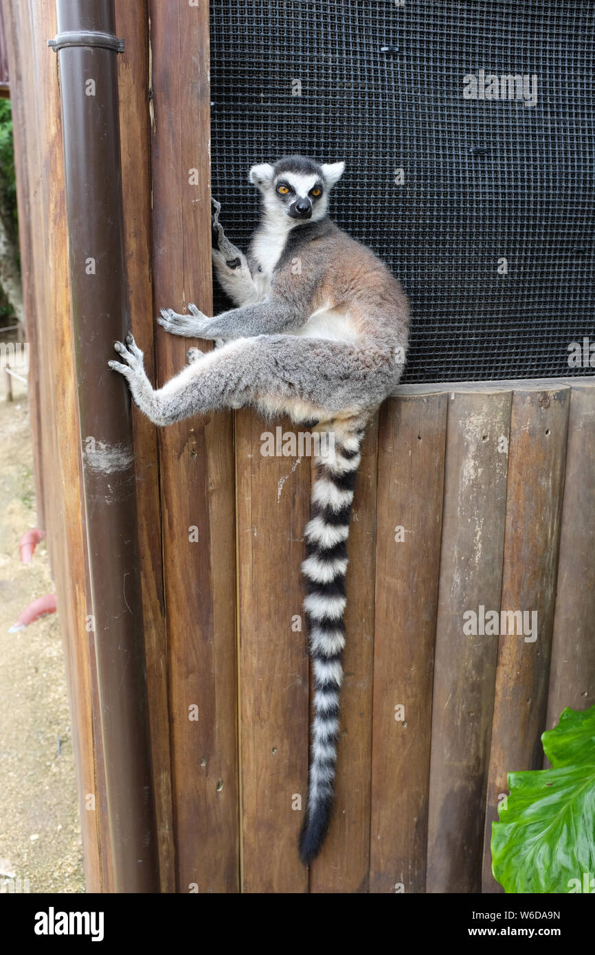 A ring-tailed lemur at Animal Kingdom in Kobe, Hyogo Prefecture, Japan. Stock Photo