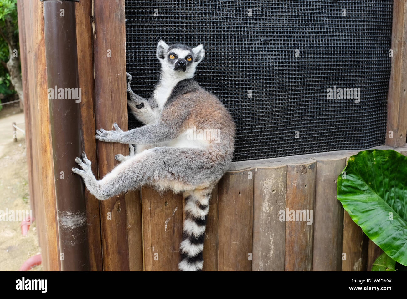 A ring-tailed lemur at Animal Kingdom in Kobe, Hyogo Prefecture, Japan. Stock Photo