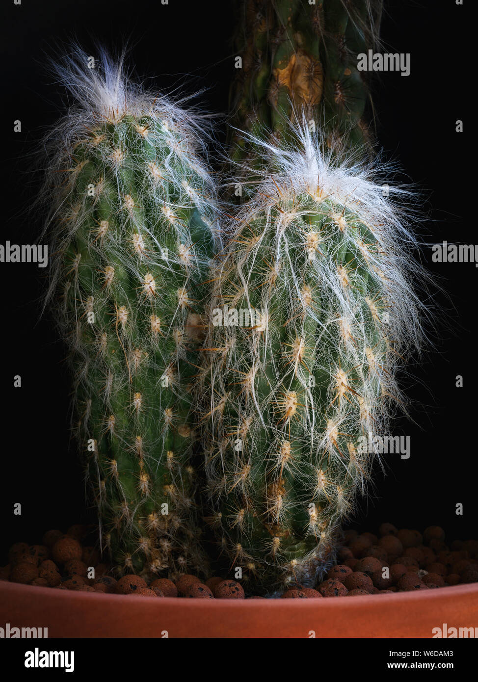 Cactus against black background. Cactaceae plant, arborescent, with branched trunk covered by short radial yellow spines with brown tip. The succulent Stock Photo
