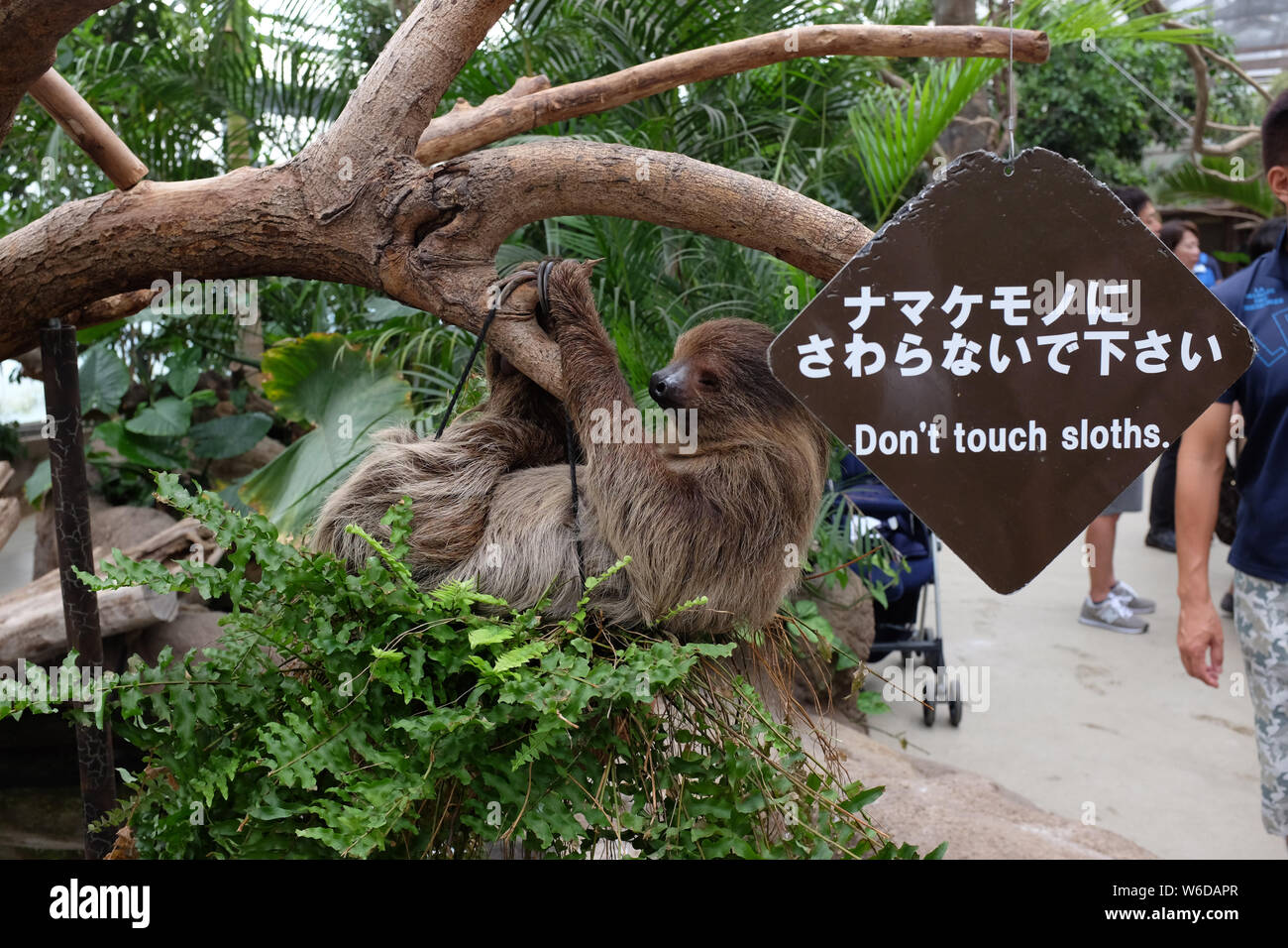 A two-toed sloth at Animal Kingdom in Kobe, Hyogo Prefecture, Japan. Stock Photo