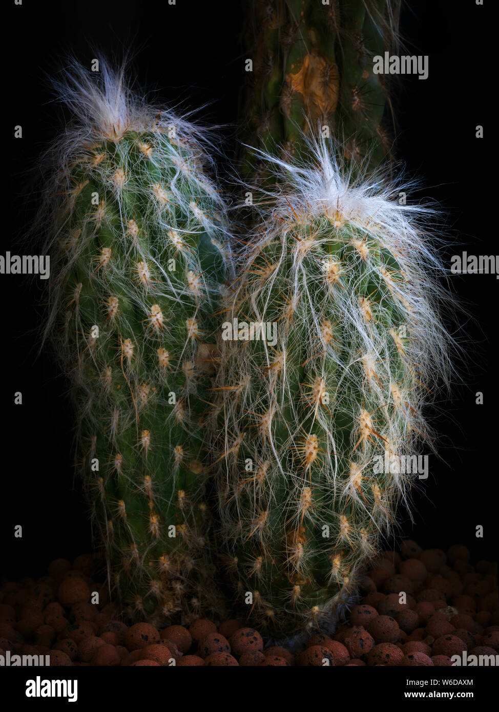 Cactus against black background. Cactaceae plant, arborescent, with branched trunk covered by short radial yellow spines with brown tip. The succulent Stock Photo
