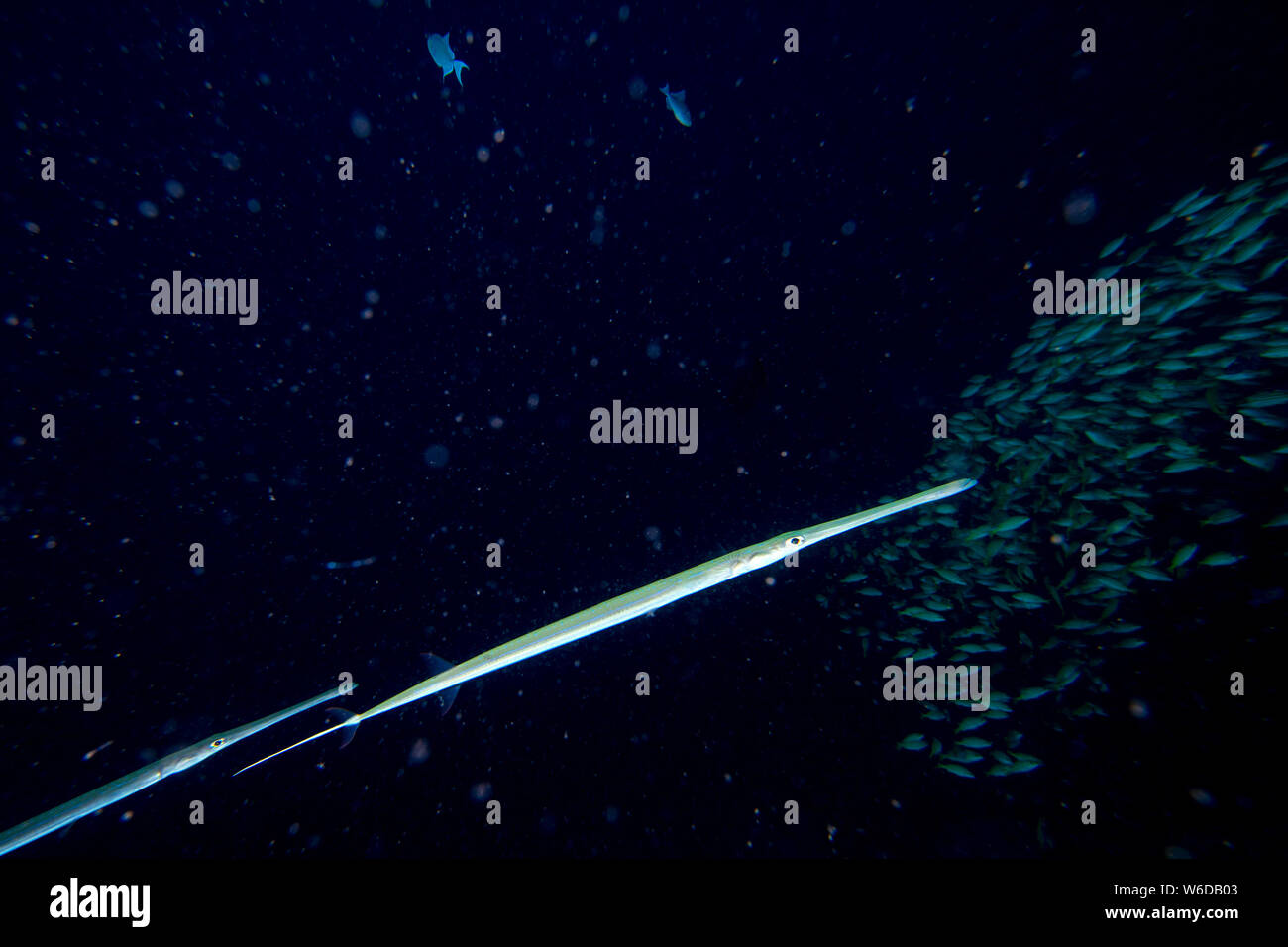 Close up on Flute trumpet fish while diving indonesia Stock Photo Alamy