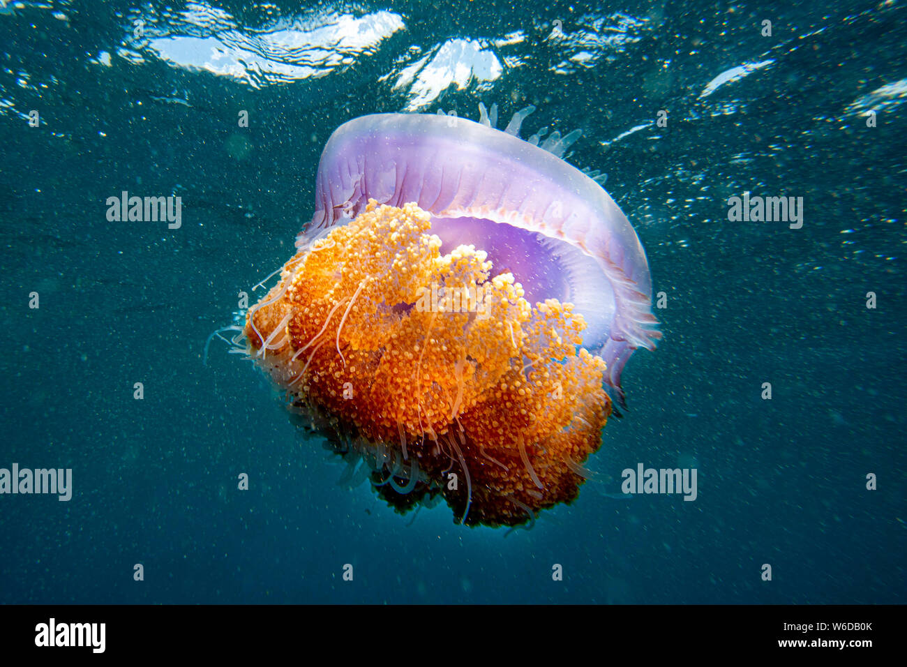 cotylorhiza giant jellyfish while diving Stock Photo Alamy