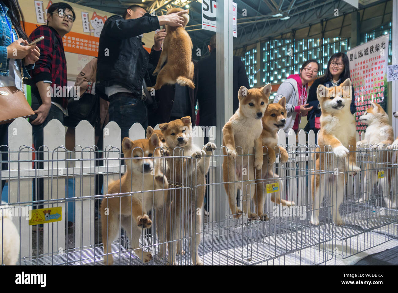 Akita and Shiba Inu puppies are pictured during Shanghai International Pet  Expo 2018 (SIPE 2018) at the Shanghai World Expo Exhibition & Convention Ce  Stock Photo - Alamy