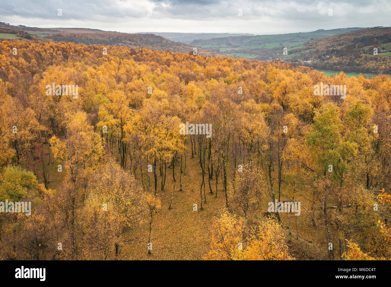 Stunning view over the top of Silver Birch forest with golden leaves in ...