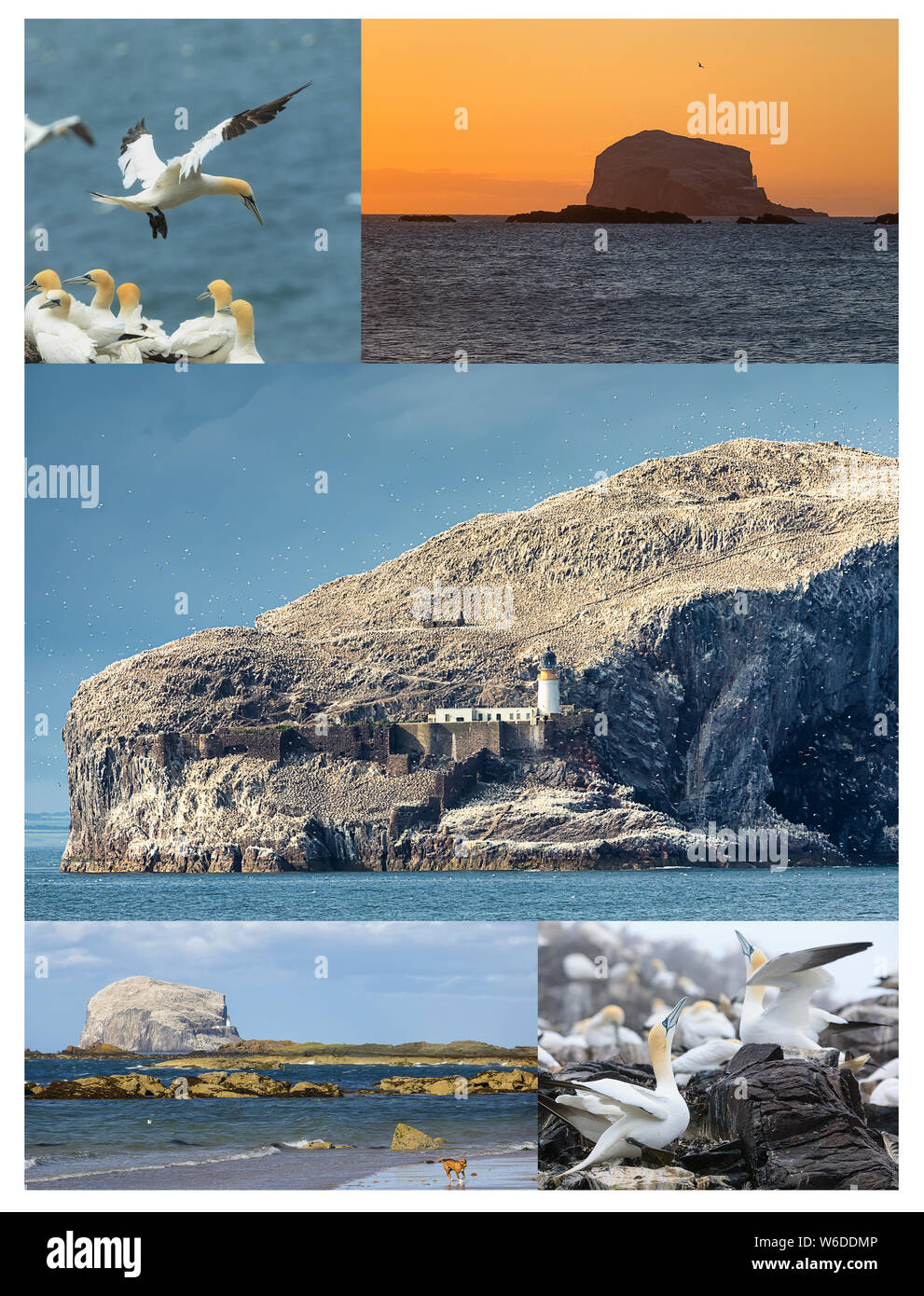 Collage from photos. View on Bass Rock and North Sea coast. Bass Rock - island where live colony of northern gannets. Stock Photo