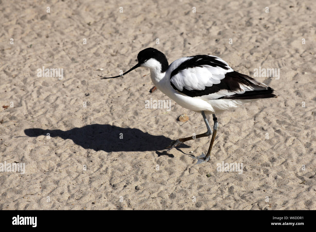 A pied avocet in strong sun. Striking and essentially unmistakable, with elegant shape, boldly pied plumage, long bluish-gray legs, and long, slender, Stock Photo