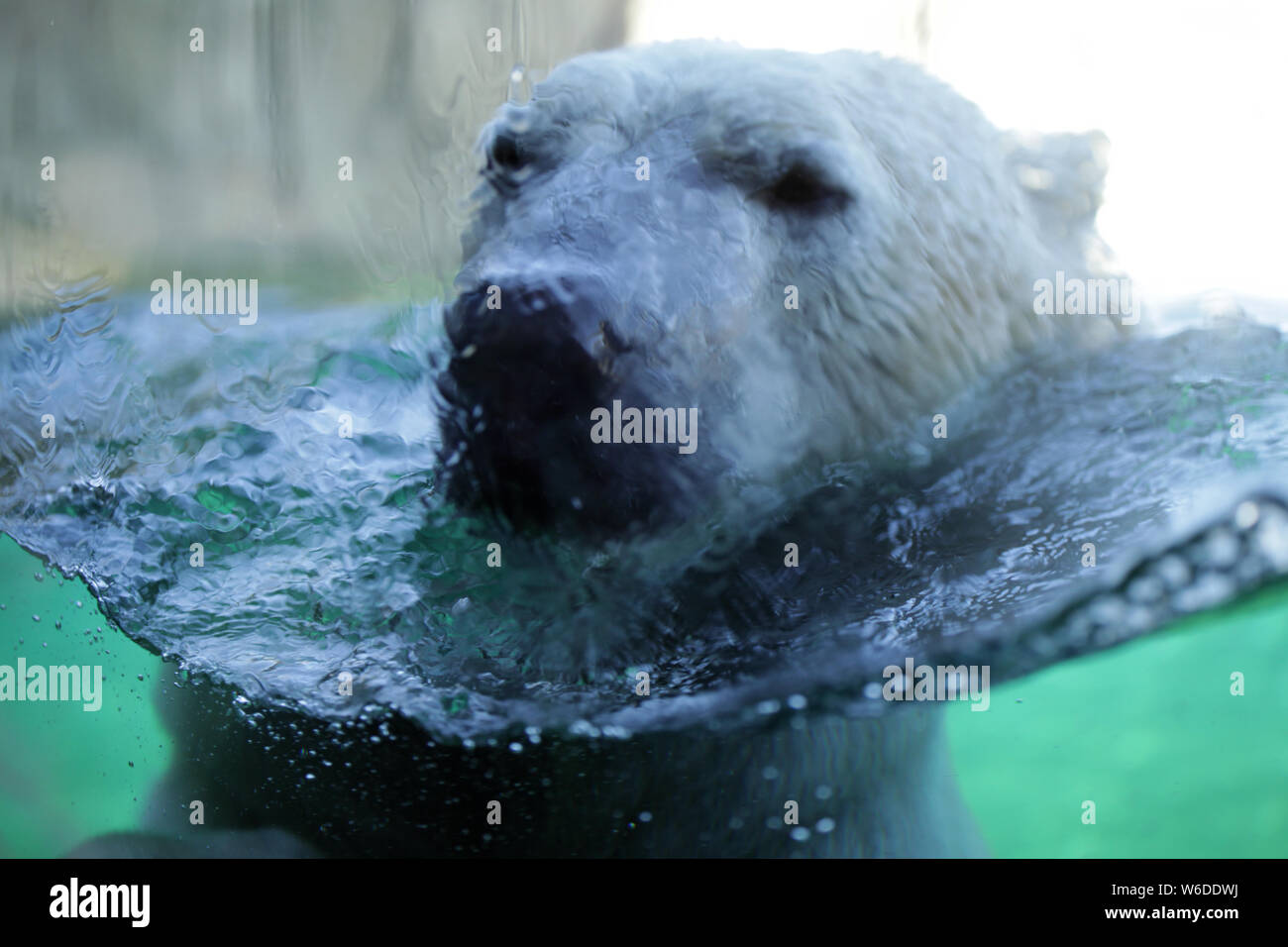 Portrait of a polar bear swimming in the surface Stock Photo