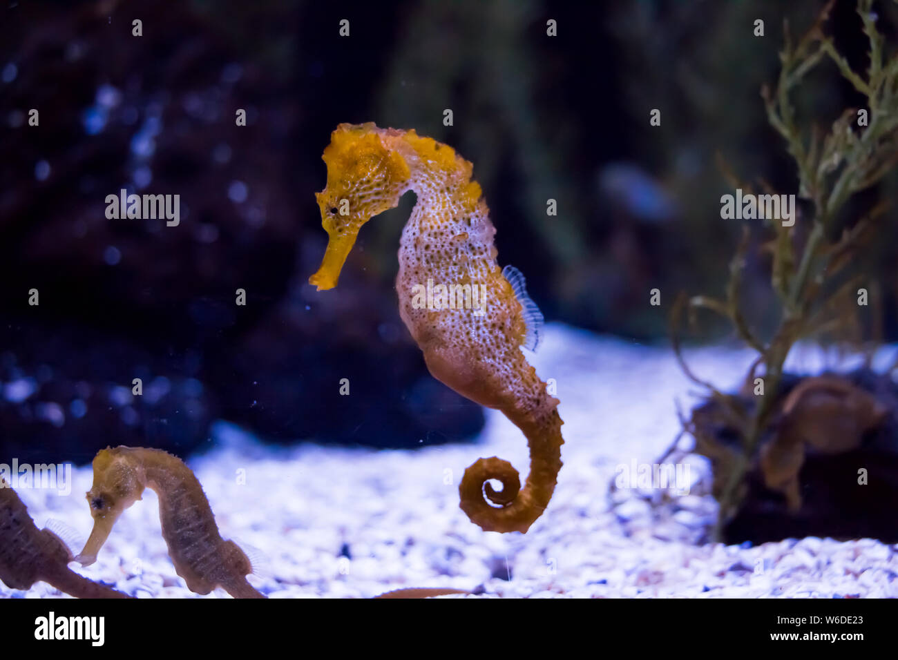 exotic seahorses