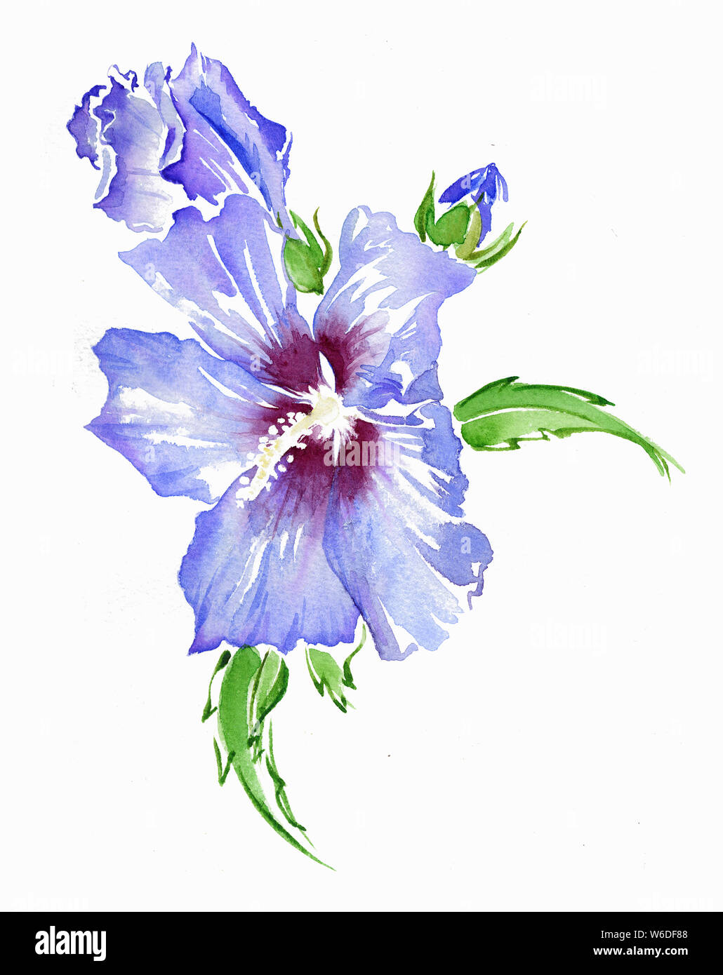 Hibiscus flower painting hi-res stock photography and images - Alamy
