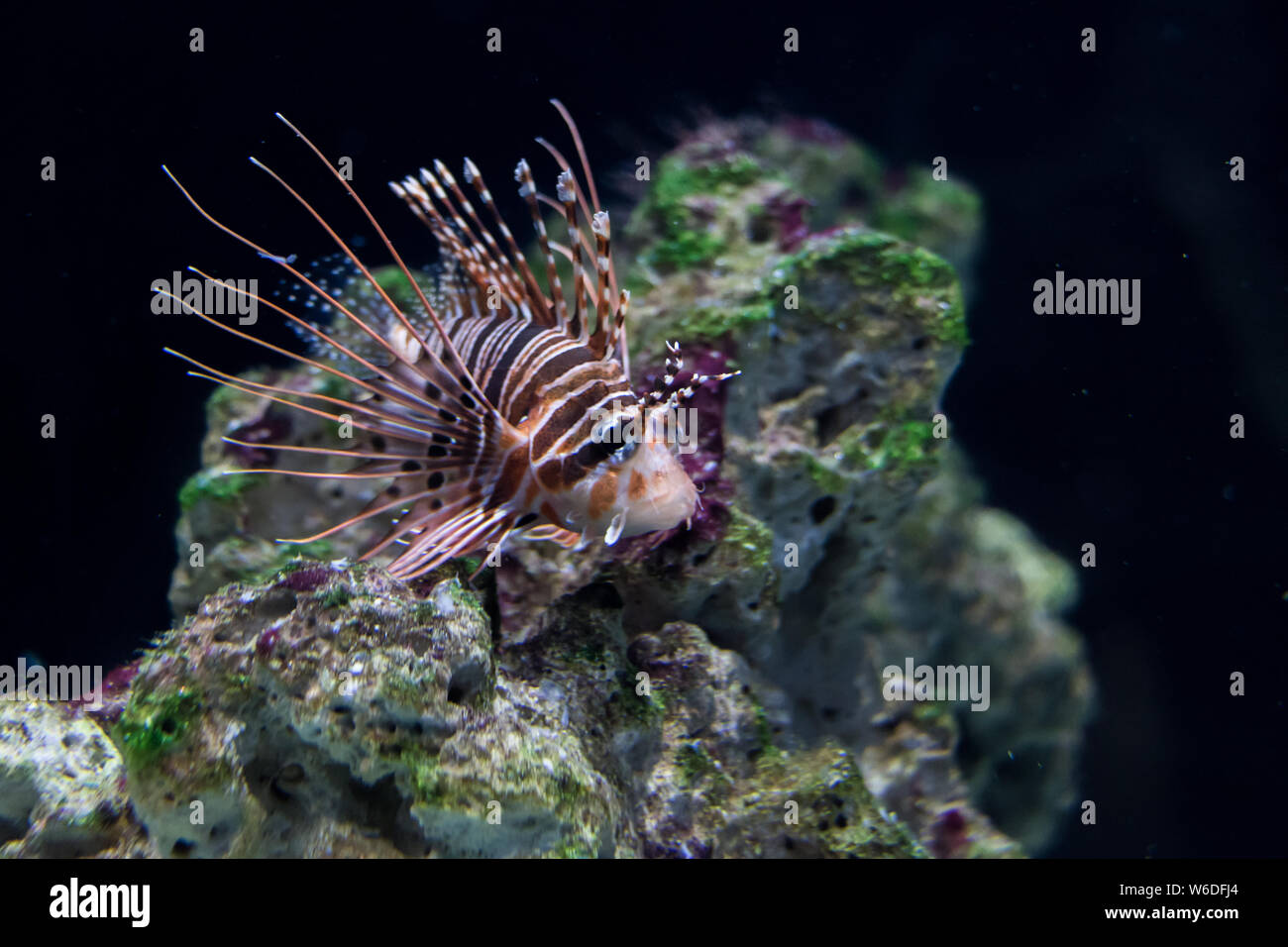 The lionfish (Pterois volitans) is a poisonous coral reef fish of the Scorpaenidae family.  Wildlife concept Stock Photo