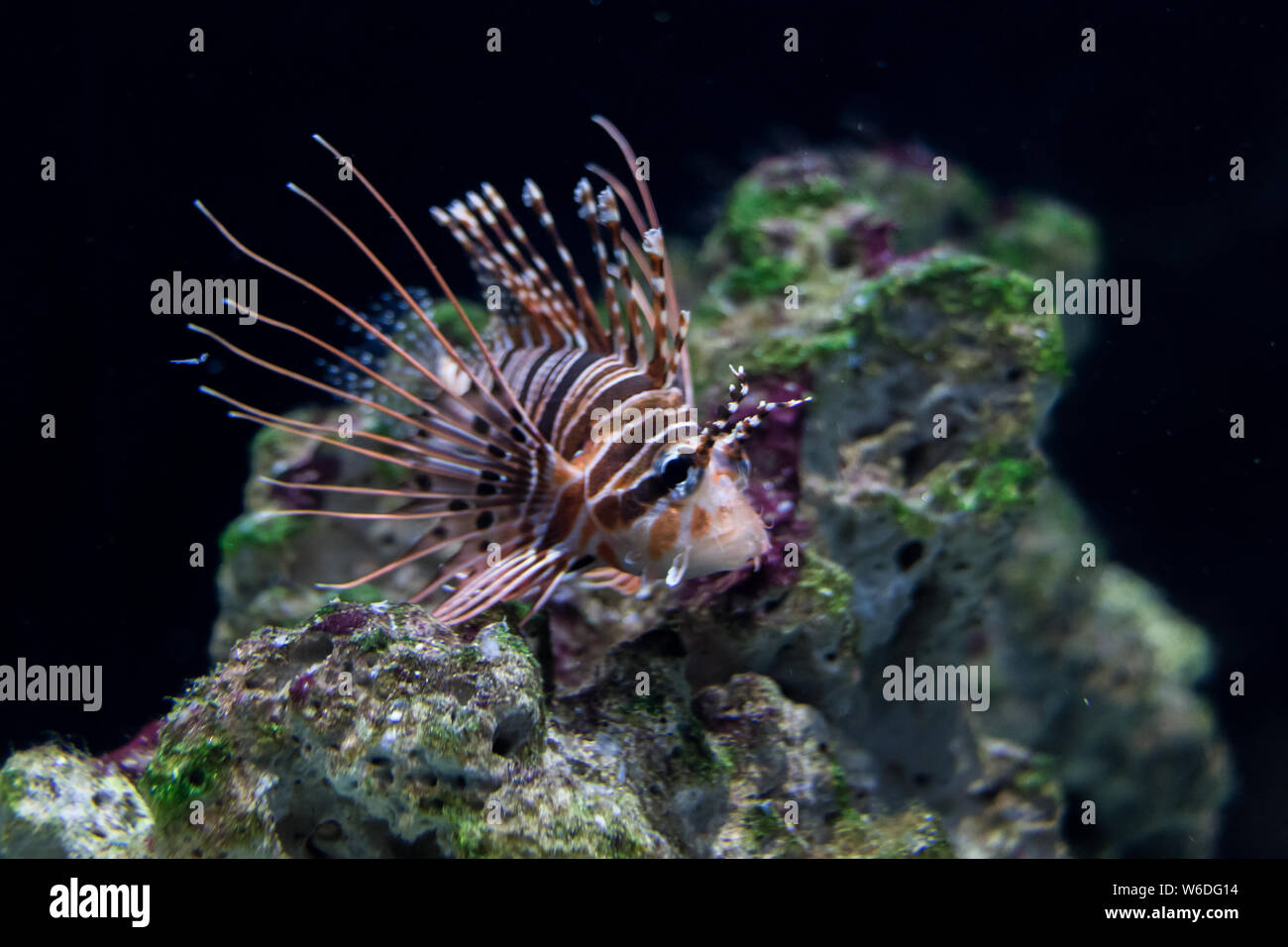 The lionfish (Pterois volitans) is a poisonous coral reef fish of the Scorpaenidae family.  Wildlife concept Stock Photo