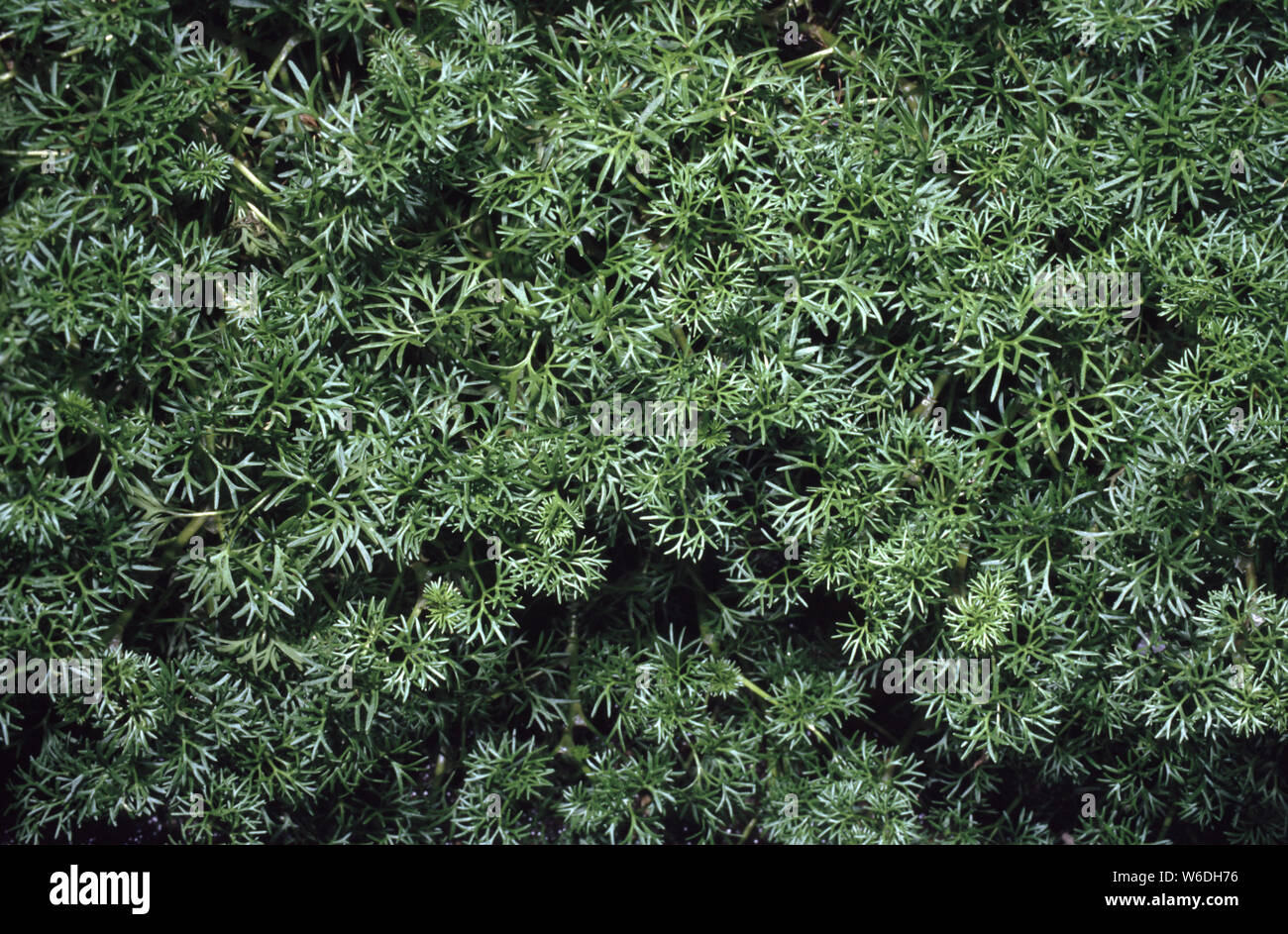 Common water-crowfoot, Ranunculus aquatilis Stock Photo