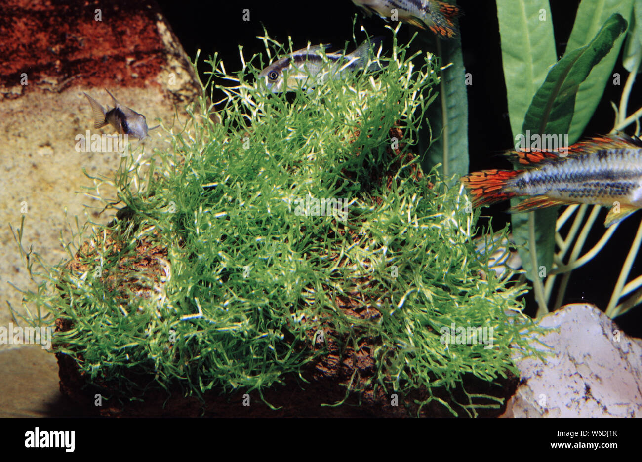 Floating crystalwort, Riccia fluitans Stock Photo