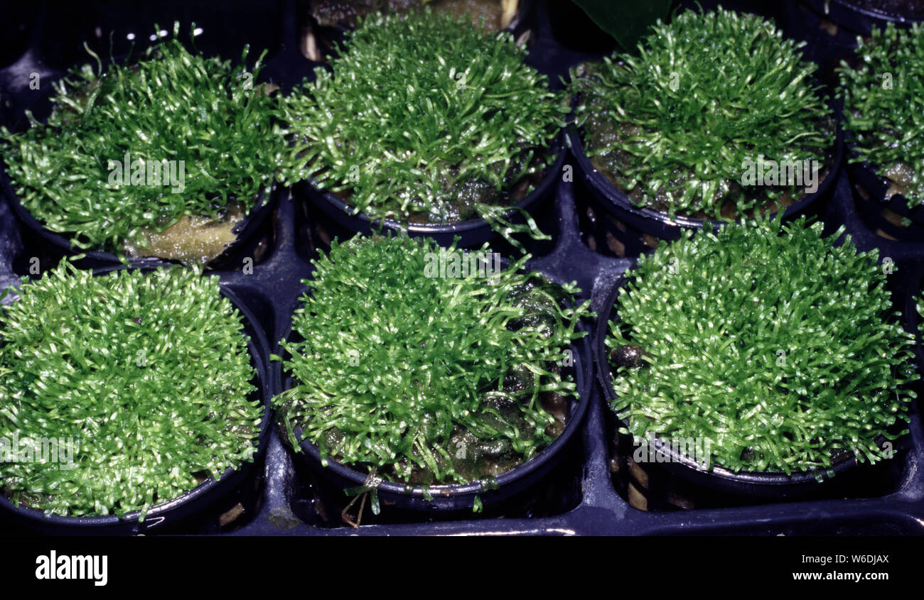 Floating crystalwort (Riccia fluitans) in hydroponic culture Stock Photo