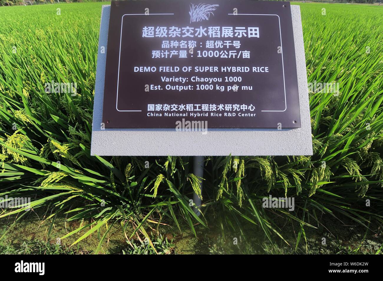 View of a demo field of super hybrid rice developed by Chinese agricultural scientist and educator Yuan Longping, known for developing the first hybri Stock Photo