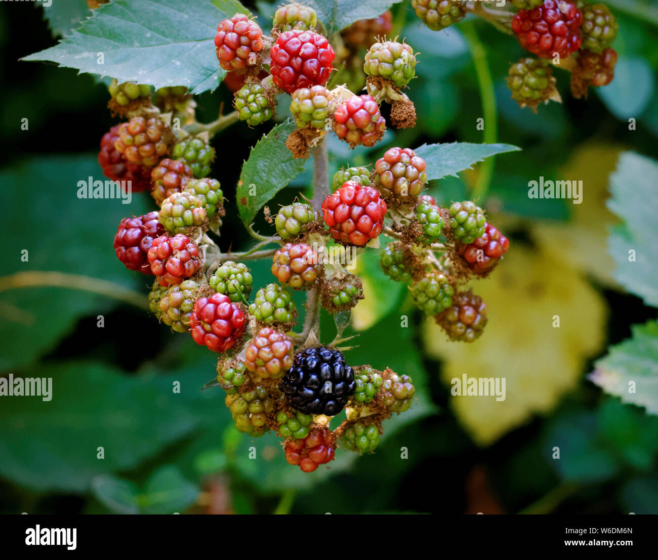 green, red and black berries on a blackberry bush Stock Photo