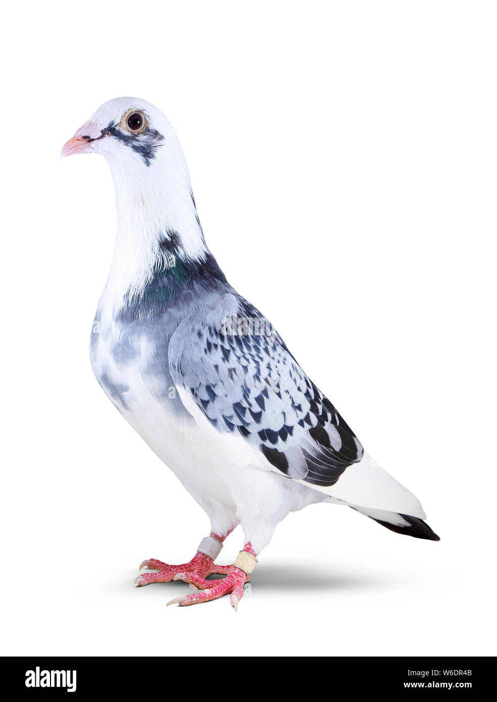 full body of beautiful homing pigeon bird isolated white background