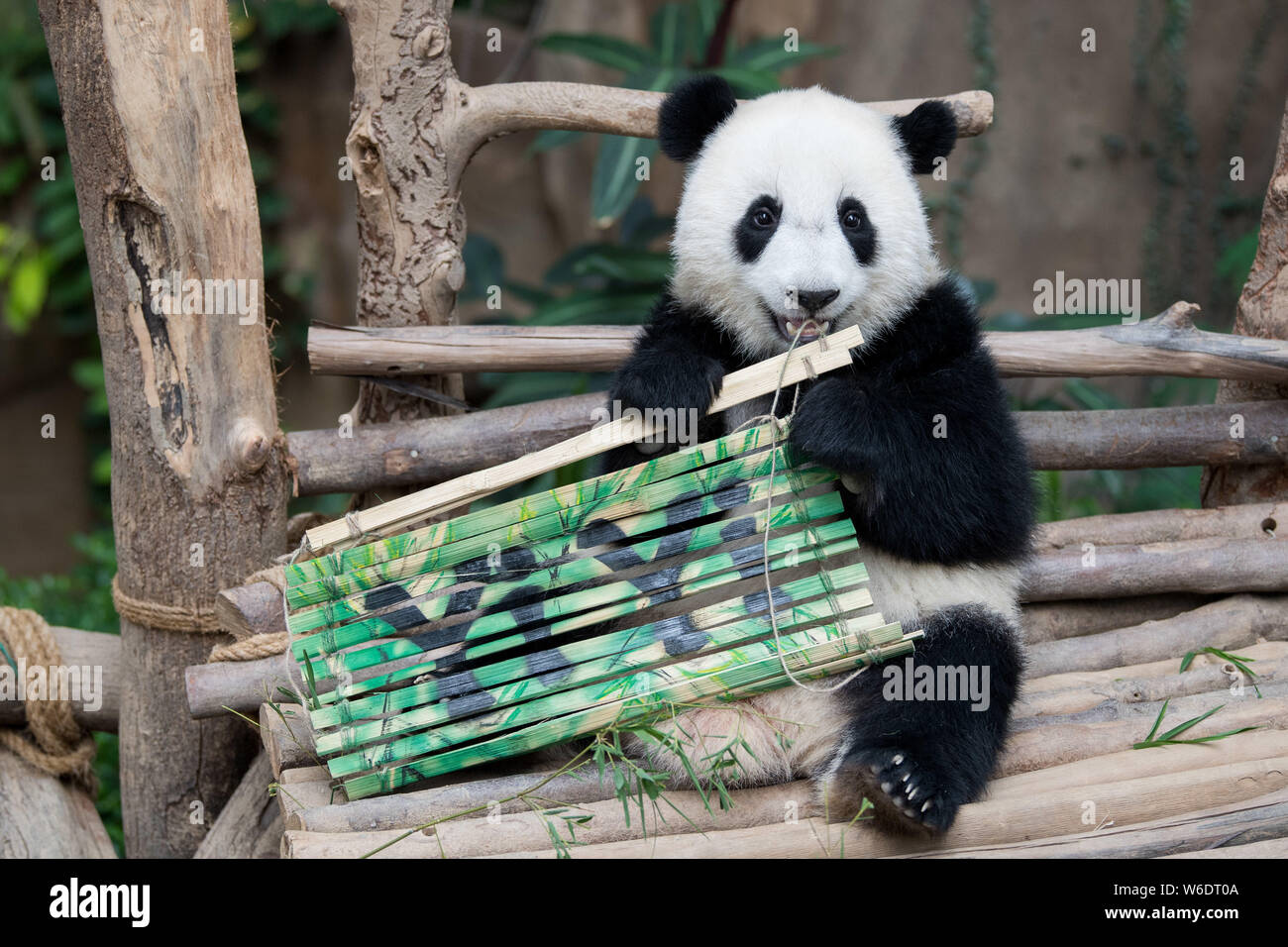 Kuala Lumpur, Malaysia. 1st Aug, 2019. Giant panda cub Yi Yi holds the bamboo slips with its name at the giant panda conservation center of the Malaysian National Zoo near Kuala Lumpur, Malaysia, Aug. 1, 2019. The second giant panda born in Malaysia was named Yi Yi, meaning friendship, on Thursday, marking the close friendship between Malaysia and China. Credit: Zhu Wei/Xinhua/Alamy Live News Stock Photo