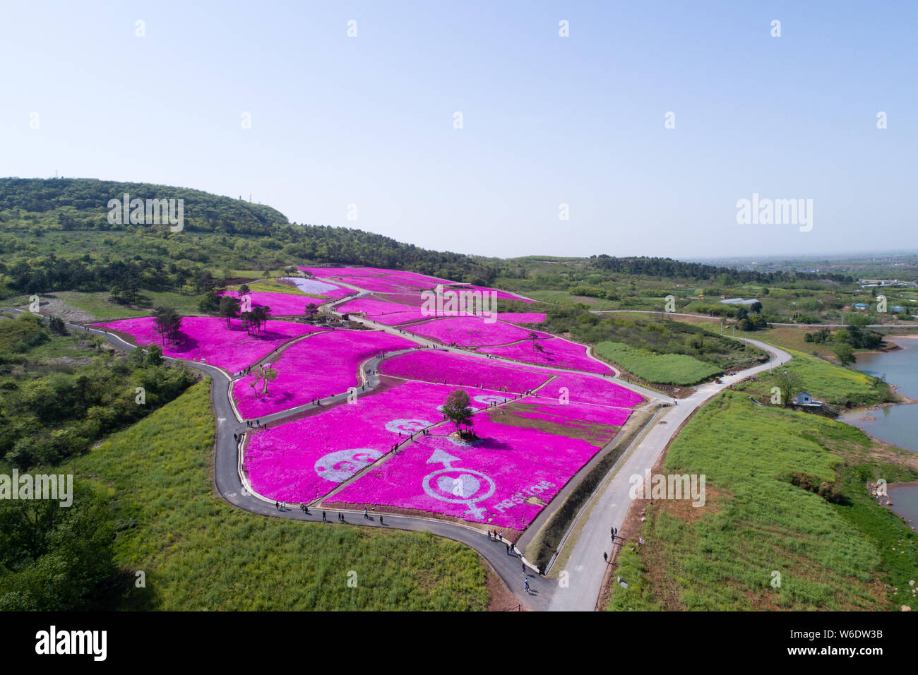 Aerial view of a huge 'Cupid's arrow' at a sea of shibazakura in Jurong city, Zhenjiang city, east China's Jiangsu province, 8 April 2018.   A huge 'C Stock Photo