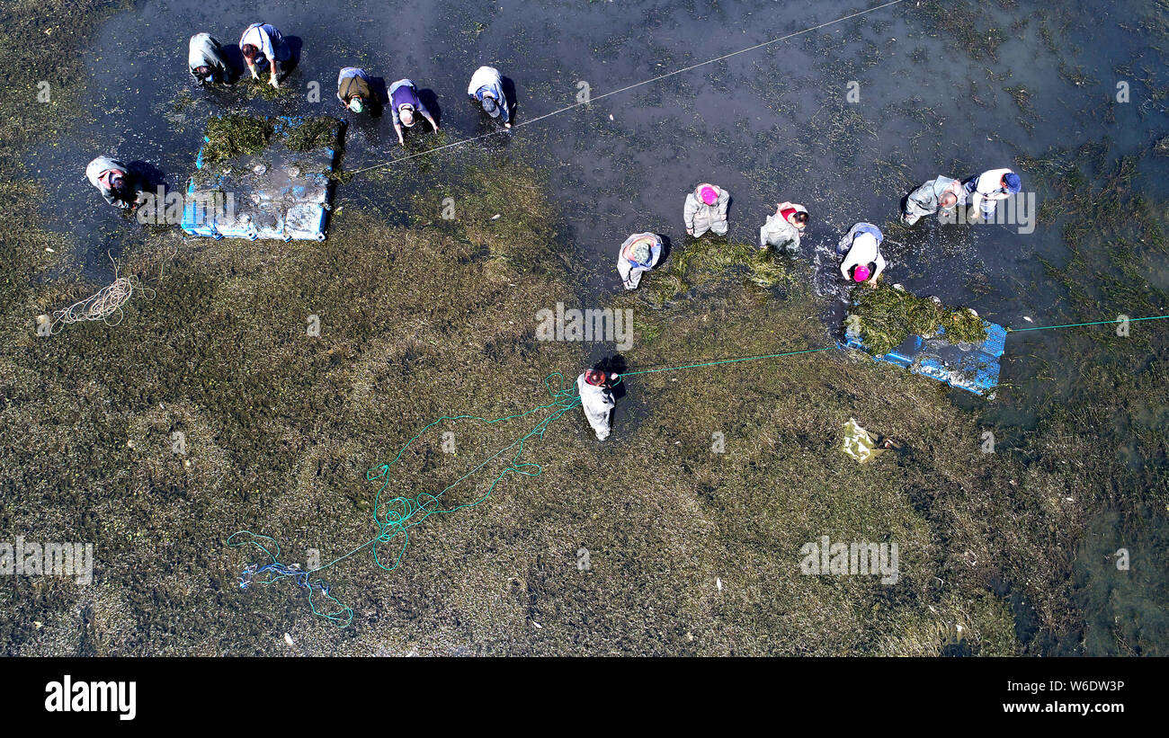 Chinese workers weed a river, where 300,000-square-meter curled pondweed or curly-leaf pondweed grassland grows, in Ji'nan city, east China's Shandong Stock Photo
