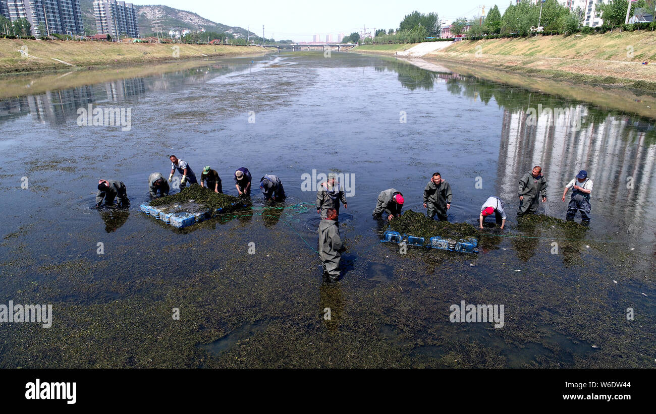 Chinese workers weed a river, where 300,000-square-meter curled pondweed or curly-leaf pondweed grassland grows, in Ji'nan city, east China's Shandong Stock Photo