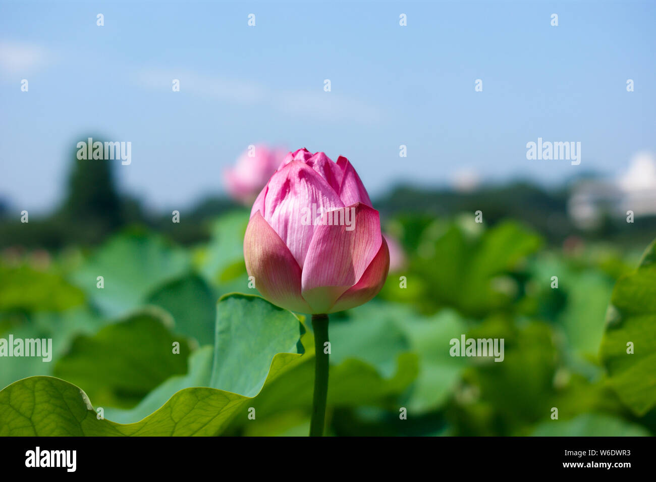 Closed lotus flower in a lake Stock Photo Alamy