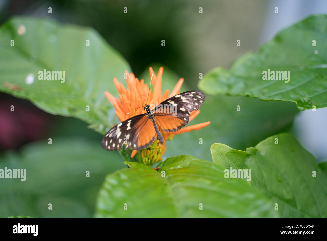 Key West Butterfly and Nature Conservatory Stock Photo Alamy