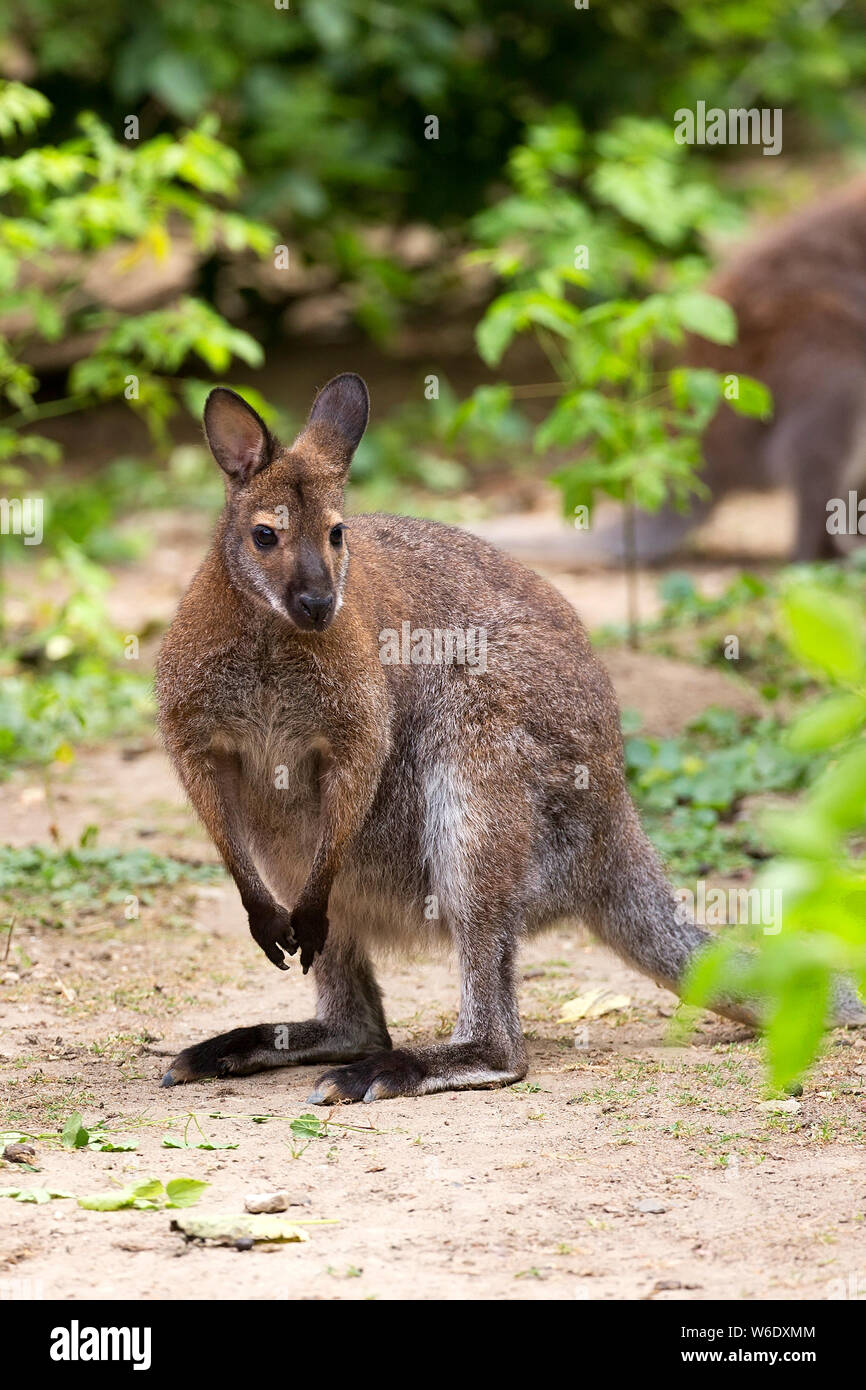 Kangaroo Red-necked wallaby in a clearing Stock Photo
