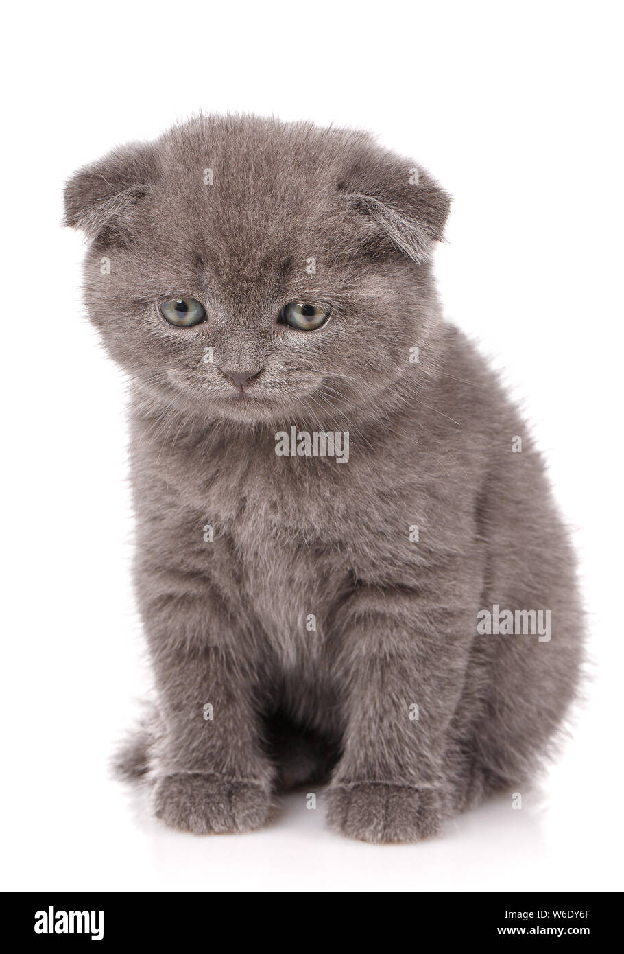 Lop-eared kitten. Scotland cat. Little playful kitten on white Stock Photo  - Alamy