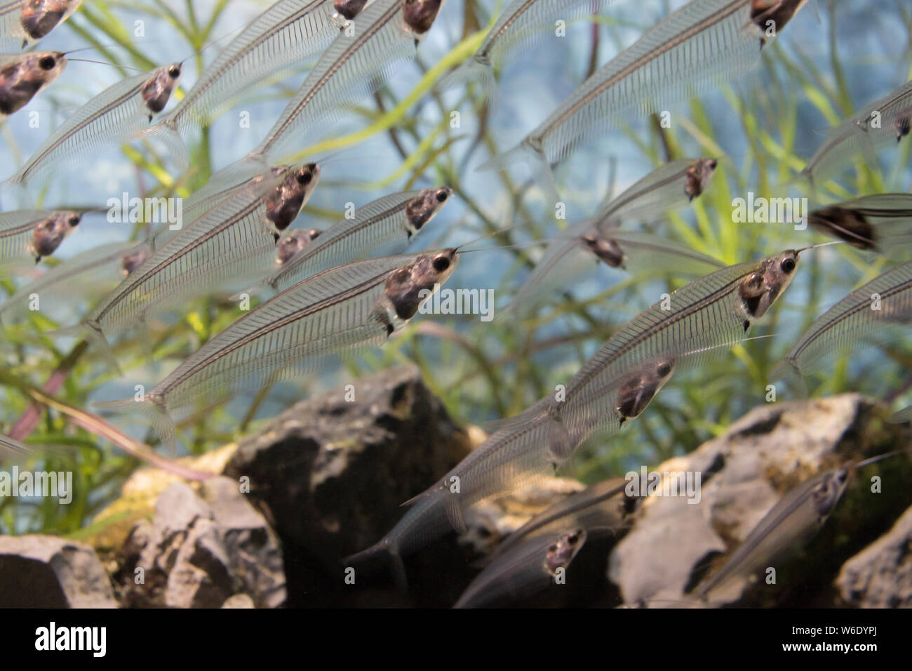 A school of glass catfish (Kryptopterus bicirrhis) swimming in an aquarium.  Nature concept Stock Photo