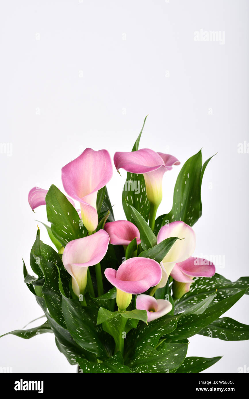 Zantedeschia, also called Calla lily or Arum lily. Stock Photo