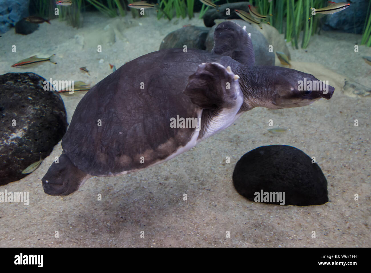 Pig Nosed Turtle Carettochelys Insculpta Also Known As The Fly River Turtle Native To Northern Australia And Southern New Guinea Wildlife Animal Stock Photo Alamy Pig Nosed Turtle Carettochelys Insculpta Also Known As The Fly River Turtle Native To Northern Australia And Southern New Guinea Wildlife Animal Stock Photo Alamy