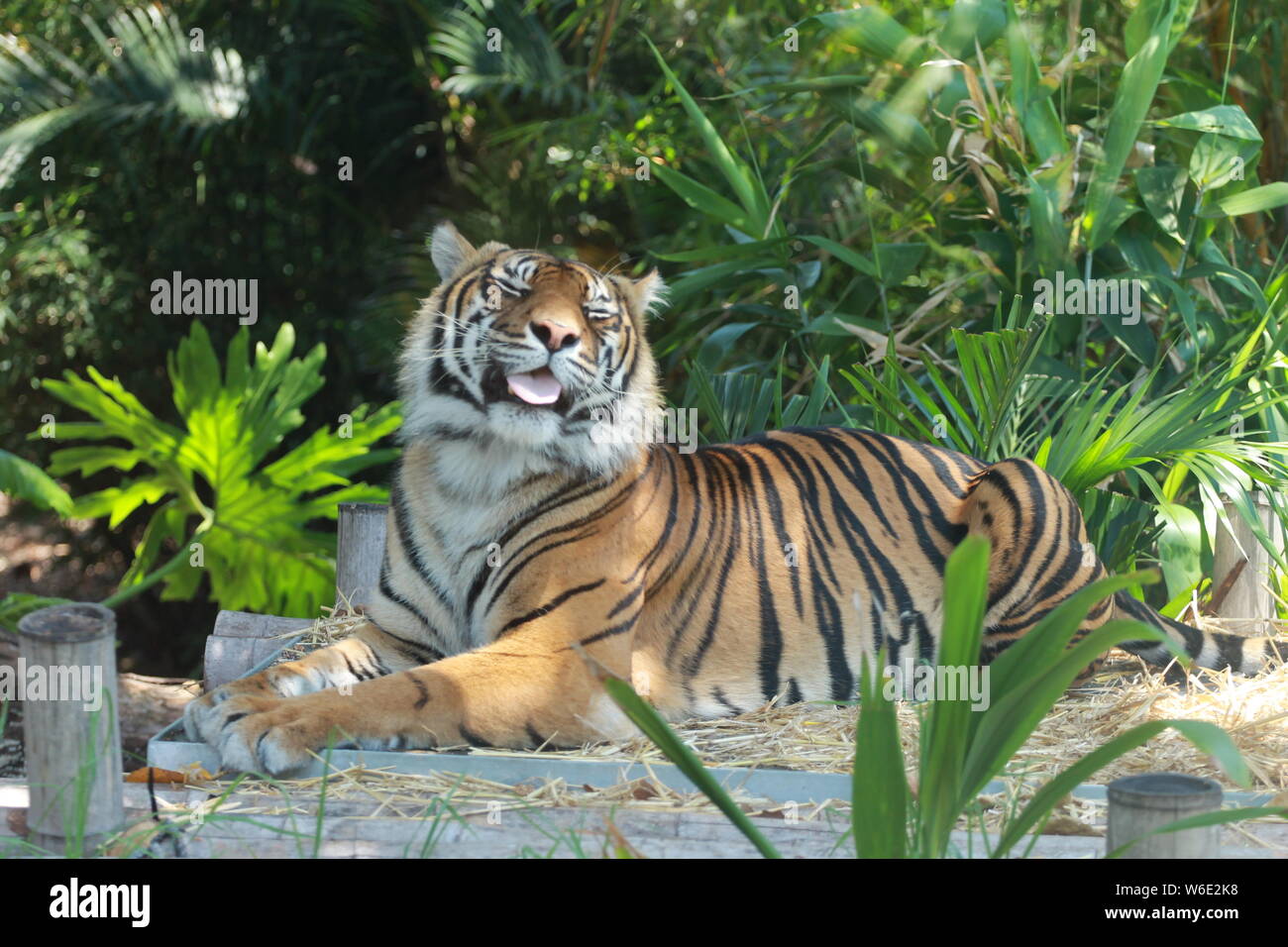 Tigre making a grin Stock Photo