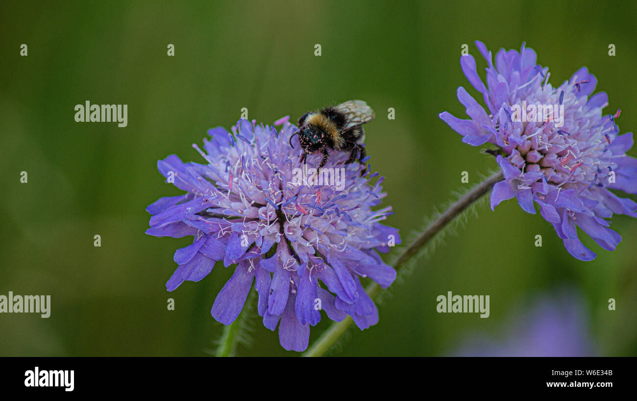 Honey bee covered with pollen hi-res stock photography and images - Alamy