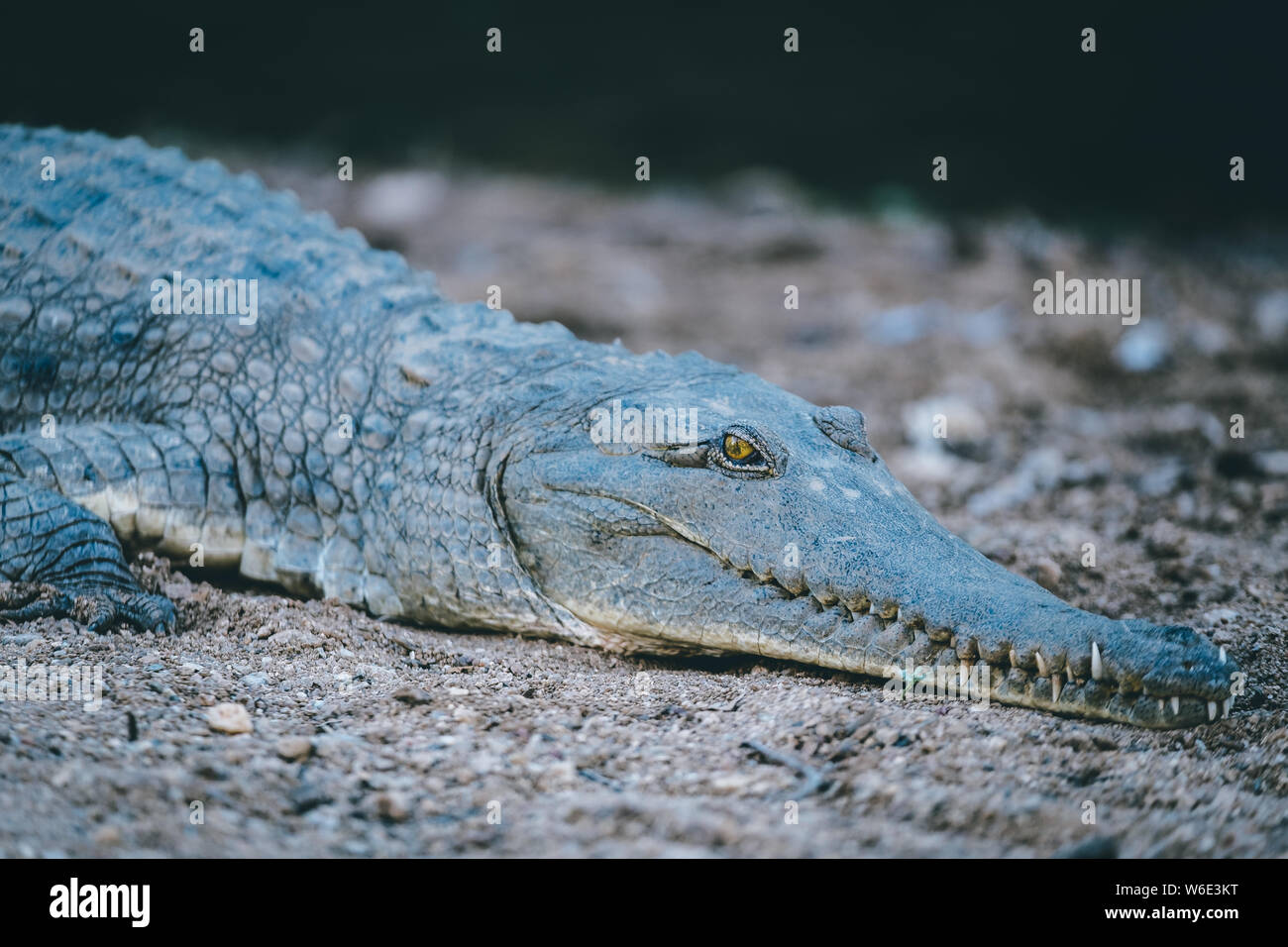 Saltwater crocodiles in the wild australia hi-res stock photography and ...