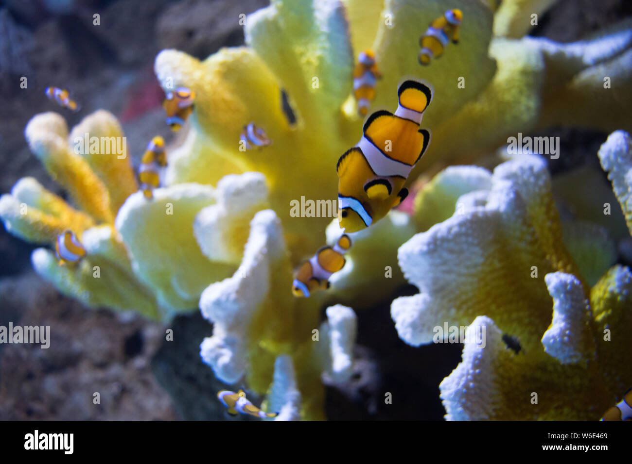 The clownfish (amphiprioninae) also called anemonefish, next to an sea ...